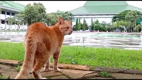 RINDU UIN MALANG........