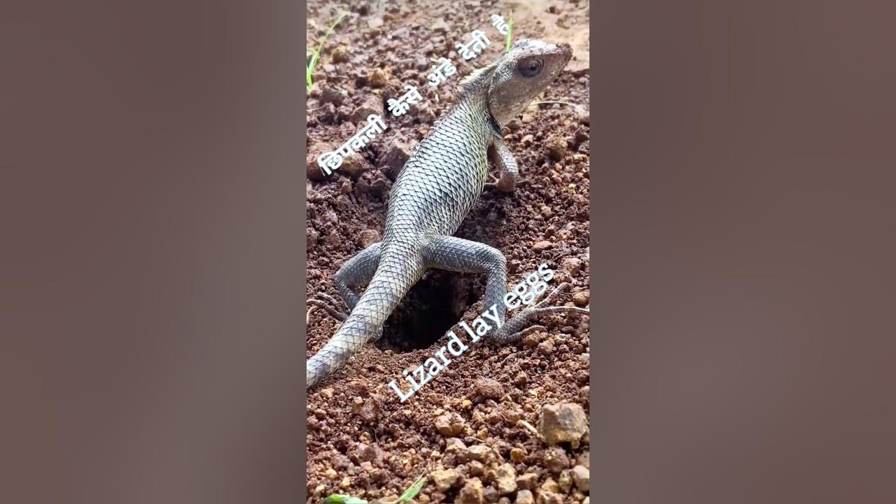 how-lizard-lay-eggs-in-the-ground-lizard-ytshortsvideo-yt-shorts