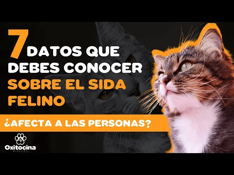 7 cosas que debes saber sobre el SIDA Felino hqdefault