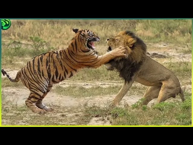Lion vs Tiger Real Fight Tough creatures #lions #lionfamily class=