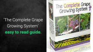 How to Grow Grapes Review 3