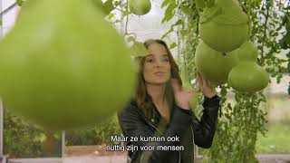 #mooisteprovincie2024 - aflevering 8 : De Pompoenerie