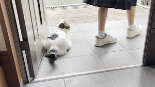 Download Lagu 夏休み明け、登校する娘をお見送りする賢い猫 MP3 Download Lagu 夏休み明け、登校する娘をお見送りする賢い猫 MP3