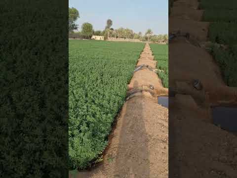 زراعة الجت مربحه عبدالله الطيب زراعة جت زرع