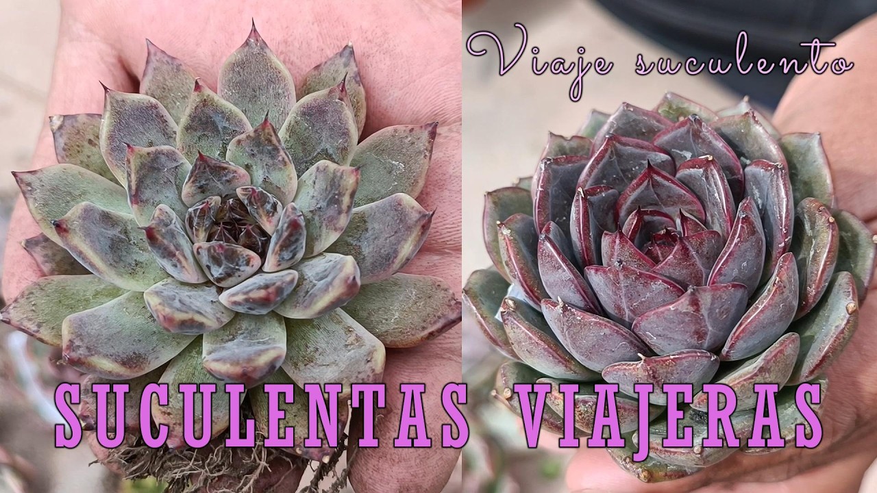 Suculentas viajeras - Feliz día mujer!!! #garden #viaje #argentina