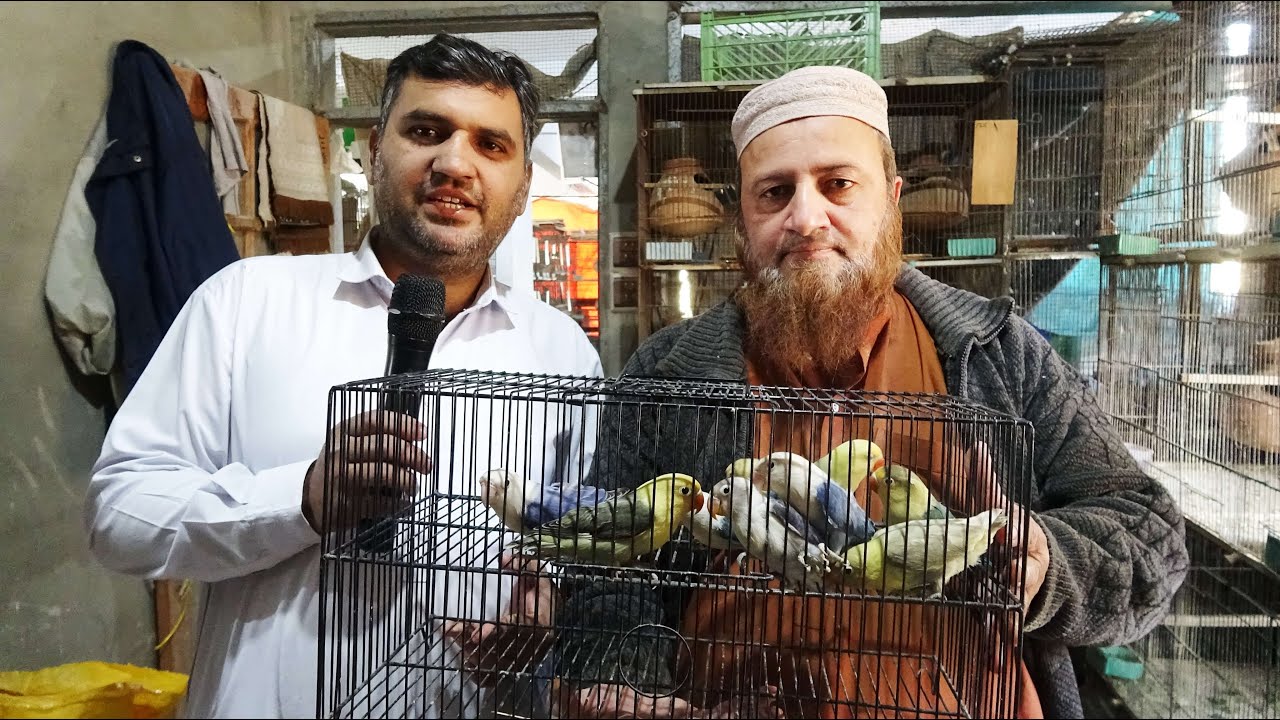 Siddique Bhai Ne Parblue aur Parblue Opaline ka Setup Lagaya  Cocktail Breeder Pair Khatam kar rhe