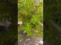 Suculenta del género Sedum, especie desconocida #suculentas #plantas