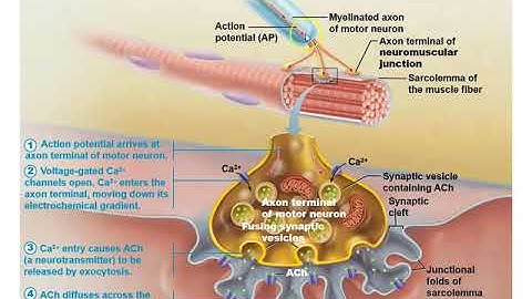 Anatomy and Physiology Chapter 9 Muscle Contraction