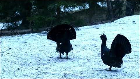 Fighting Capercaillie males