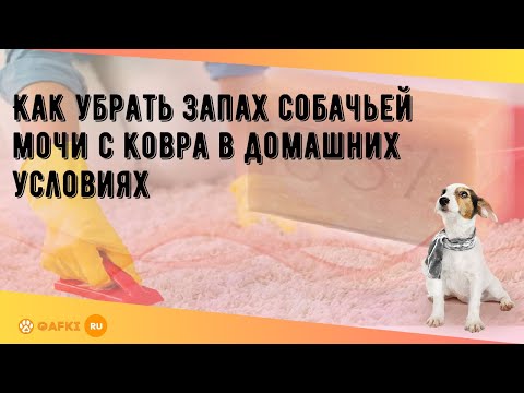 Как избавиться от запаха собачьей мочи на ковре в домашних условиях