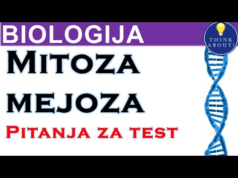 Video: Zašto su mejoza i gametogeneza međusobno povezane?