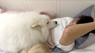 Samoyed Can't Have Enough Treats