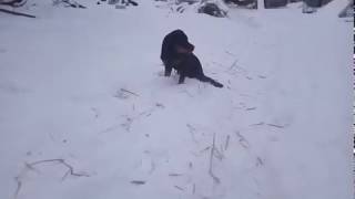 Щенок ротвейлера ищет дом! Щенок ротвейлера ищет дом!