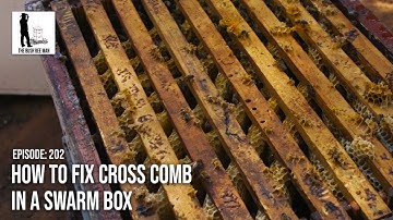 How to Fix Cross Comb in a Swarm Box - The Bush Bee Man
