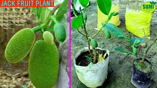 Thai All Time Jackfruit Plant, Baramasi Jackfriit, Vietnam )Call - 8926100200