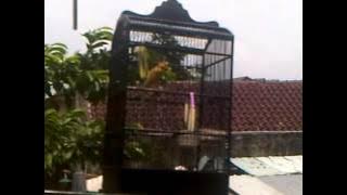 kenari taiwan gacor bin berisik