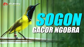 SOGON GACOR NEMBAK NEMBAK MATERI ISIAN