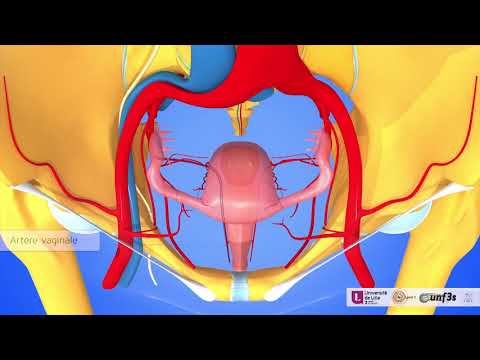 Vidéo: Anatomie, Fonction Et Diagramme De L'artère Iliaque Interne (artère Hypogastrique) - Cartes Corporelles