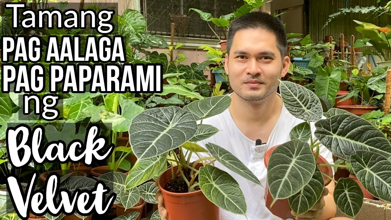 TAMANG PAGPAPARAMI AT PAG AALAGA NG ALOCASIA BLACK VELVET | ALOCASIA BLACK VELVET PROPAGATION