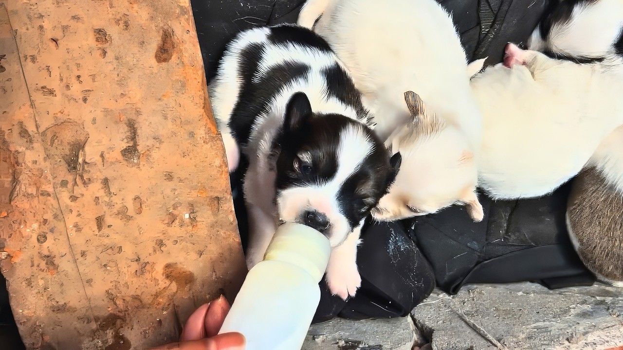 Stray Dog Mom Finds Me, Pleads for Help with Her 10 Puppies - YouTube