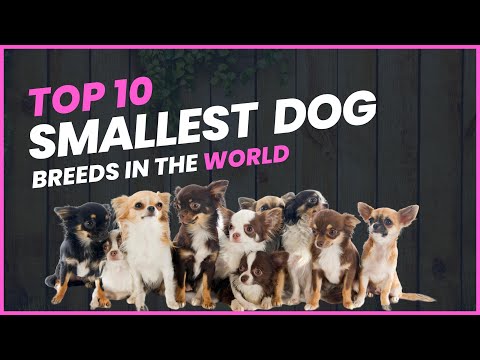 Top 10 Worlds Smallest Dog Breeds