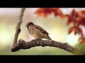 1 Hour Birdsong Sounds on a Spring Morning in English Countryside