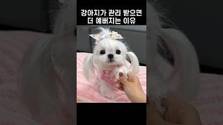 강아지가 관리 받으면 더 예뻐지는 이유