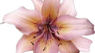 You Look Like Me 2015 Flatsound