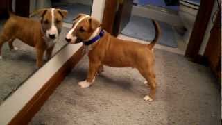 English Bull Terrier Puppy Discovers Reflection