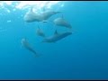 plongèe à l ile maurice avec les dauphins avril 2016