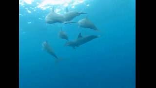 plongèe à l ile maurice avec les dauphins avril 2016