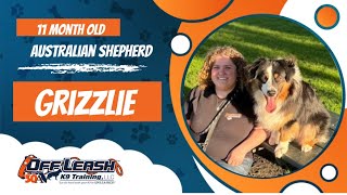 Australian Shepherd 🐶🦮Off leash Dog Training / Obedience Training 🦮🐶 by Off Leash K9 29 views 6 days ago 4 minutes, 58 seconds