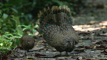 Mating time of the Malayan peacock-pheasant