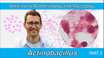 Actinobacillus (Part 2) - Veterinary Bacteriology and Mycology