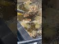 Electric Oil-Water Separation Fryer for Fried Chicken (Restaurant Use)