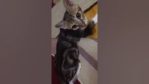 Watch the video about Kuku the Nile Valley Egyptian Mau Kitten