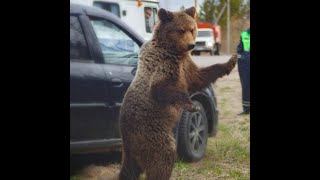 Медведь спрятался в кустах рядом с людьми.