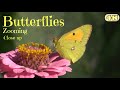 Butterfly 🦋 Zoom in || very close up || non-copyright music || free song download #photography #4K