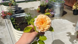 This Week In The Garden | VLOG