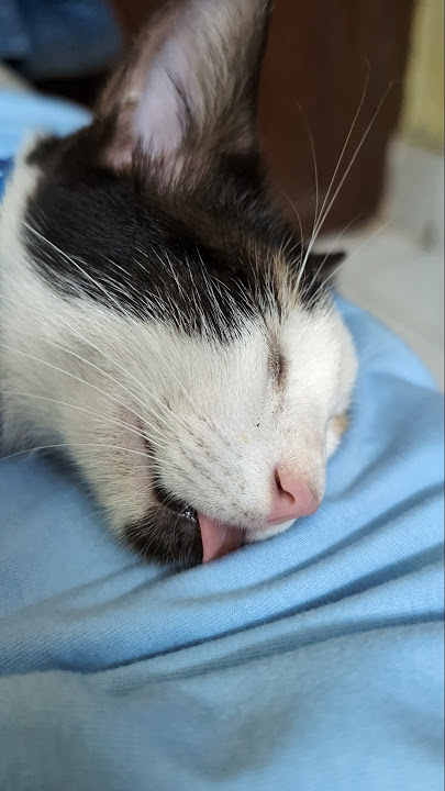 Lazy Sunday Morning.. #cat #funny #cutecat #cute #catshorts #cats #catvideos #catsofyoutube #kitten