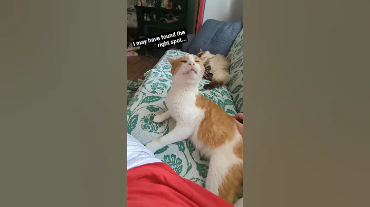 funny cats #music #rapper #rap #helpmemakethismakesense