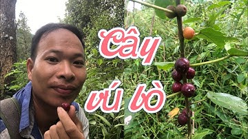 Cây vú bò-hoàng kì nam,vị thuốc bổ quý ngâm rượu cực thơm