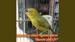 Masteran Pleci Ngalas Gacor (Live)