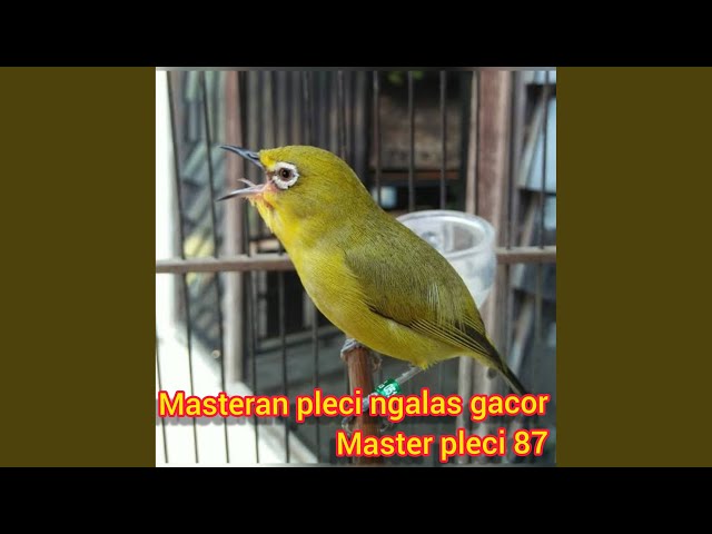 Masteran Pleci Ngalas Gacor (Live) class=