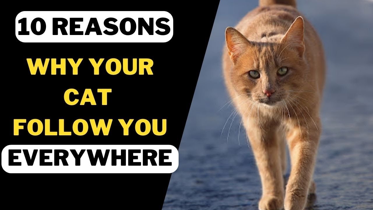 Reasons for cat roaming with you always | Why your cat roaming with you ?