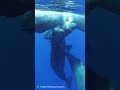 ラビングしているマッコウクジラの家族🐳