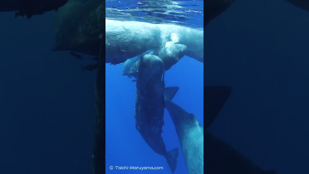 ラビングしているマッコウクジラの家族🐳