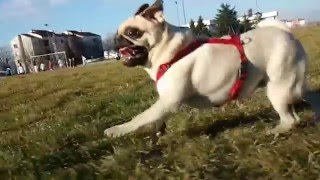 Running pug in slow motion