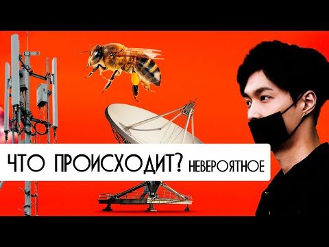 Что происходит? Невероятное. Почему умирают пчёлы?