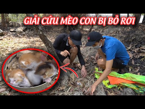 Video: Husky Service Dog Trở Thành Anh Hùng Giải Cứu Mèo Con Bị Bỏ Rơi